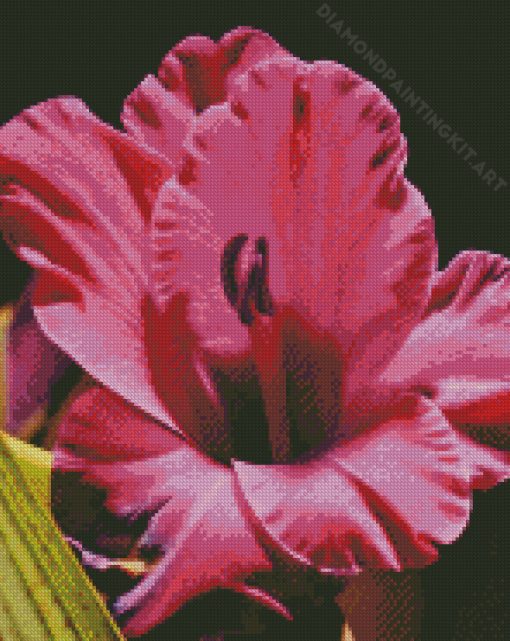 Close Up Gladiolus Diamond Painting