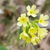 Cowslip Flowers Diamond Painting