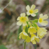 Cowslip Flowers Diamond Painting