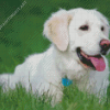 Cream Retriever Diamond Painting