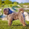 Bouvier Des Flandres Diamond Painting