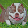 White American Bully Diamond Painting