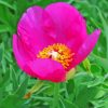 Peony Officinalis Diamond Painting