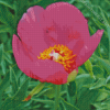 Peony Officinalis Diamond Painting