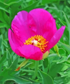 Peony Officinalis Diamond Painting