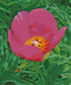 Peony Officinalis Diamond Painting