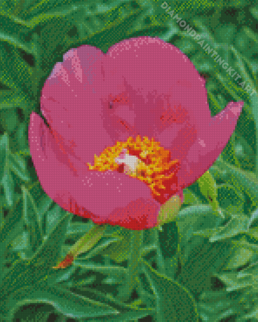 Peony Officinalis Diamond Painting