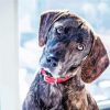 Plott Hound Diamond Painting