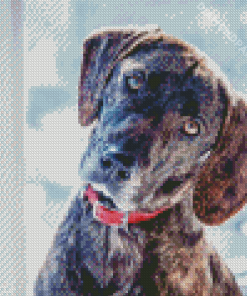 Plott Hound Diamond Painting