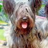 Skye Terrier Diamond Painting