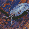 Transparent Isopod Diamond Painting