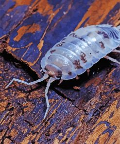 Transparent Isopod Diamond Painting