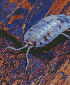 Transparent Isopod Diamond Painting