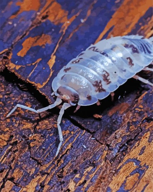 Transparent Isopod Diamond Painting