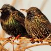 Starling Birds Diamond Painting