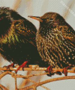 Starling Birds Diamond Painting