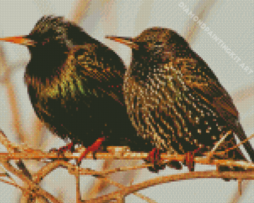 Starling Birds Diamond Painting