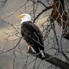 Brown Eagle Diamond Painting