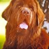 Brown Newfoundland Diamond Painting