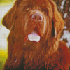 Brown Newfoundland Diamond Painting