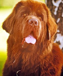 Brown Newfoundland Diamond Painting