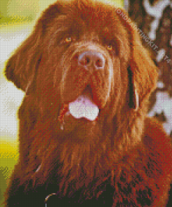 Brown Newfoundland Diamond Painting