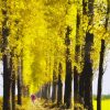 Autumn Trees Diamond Painting