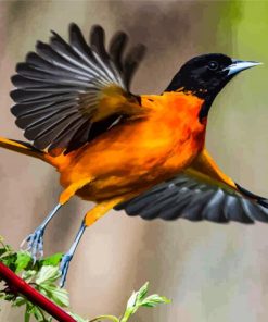 Baltimore Oriole Diamond Painting