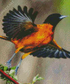 Baltimore Oriole Diamond Painting