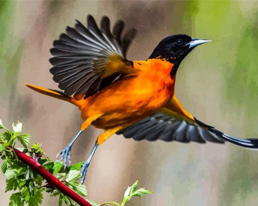 Baltimore Oriole Diamond Painting