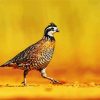 Bobwhite Quail Diamond Painting