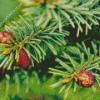 Balsam Fir Plant Diamond Painting