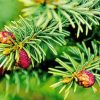 Balsam Fir Plant Diamond Painting