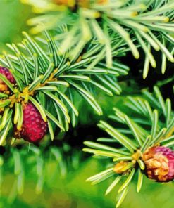 Balsam Fir Plant Diamond Painting