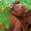 Cow In Field Diamond Painting