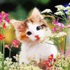 Kitten And Flowers Diamond Painting