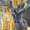 Doe And Fawn Animals Diamond Painting