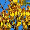 Flowering Kowhai Diamond Painting