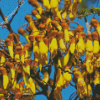 Flowering Kowhai Diamond Painting