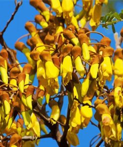 Flowering Kowhai Diamond Painting