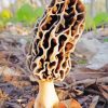 Morel Mushroom Diamond Painting