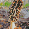 Morel Mushroom Diamond Painting