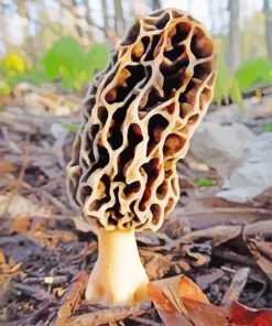 Morel Mushroom Diamond Painting