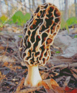 Morel Mushroom Diamond Painting