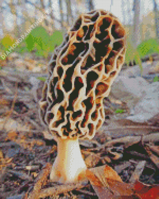 Morel Mushroom Diamond Painting