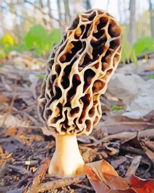 Morel Mushroom Diamond Painting