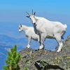 Mountain Goat Diamond Painting