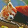 Red Panda Diamond Painting