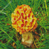 Morel Mushrooms Diamond Painting