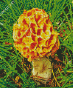 Morel Mushrooms Diamond Painting